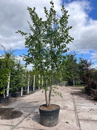 2x Europese hopbeuk, Ostrya Carpinifolia, meerstammig, ca. 3.5-4 m hoo
