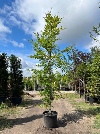 4x Beuk, Fagus Sylvatica, geveerd, groenbladig, ca. 4-5 m hoog