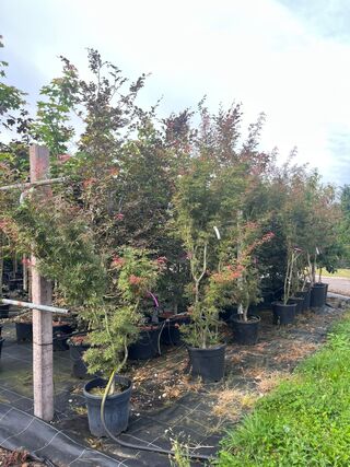 4x Japanse esdoorn, Acer Pal. ‘Jerre Schwartz’, sierheester, rode herf