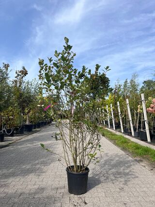 2x Appelbes, Aronia ‘Brilliant’, sierheester, ca. 150-175 cm hoog