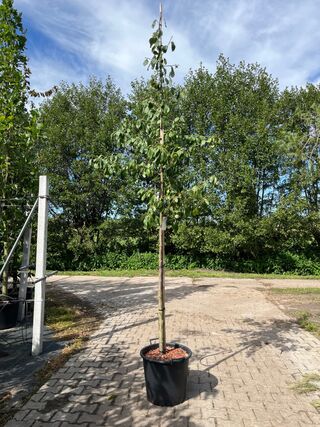 3x Pruimenboom, Prunus ‘Reine Claude D’Oullins’, hoogstam, gele pruime