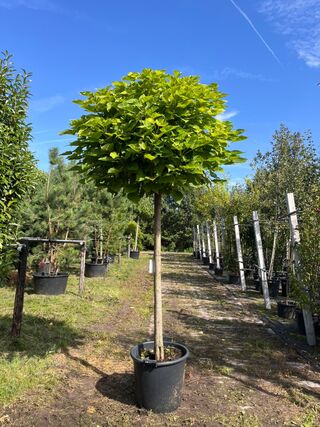 4x Trompetboom, Catalpa ‘Nana’, bolboom, ca. 160 cm stamhoogte
