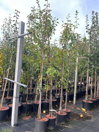 5x Perenboom, Pyrus ‘Saint Rémy’, fruitgaardboom, vruchtdragend, ca. 3