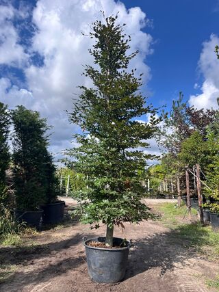 2x Rode beuk, Fagus ‘Atropunicea’, zuilvorm, roodbladig, ca. 5 m hoog