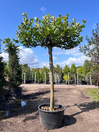 3x Plataan, Platanus Hispanica, dakboom, ca. 225 cm stamhoogte