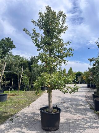 5x Perenboom, Pyrus ‘Conference’, E.a., fruitgaardboom, vruchtdragend,