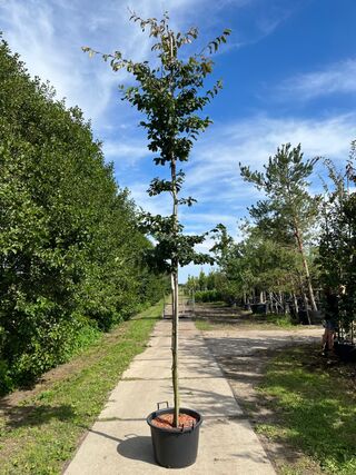 Perzisch ijzerhout, Parrotia Persica, hoogstam, rode herfstkleur, ca.