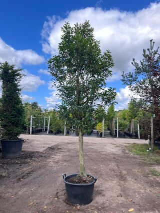 2x Portugese laurier, Prunus ‘Angustifolia’, halfstam, wintergroen, ca