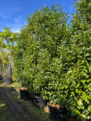 3x Laurierkers, Prunus ‘Genolia’, haagplant, wintergroen, ca. 300 cm h