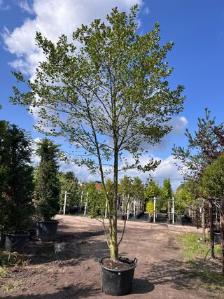 2x Zwarte els, Alnus Glutinosa, meerstammig, ca. 6 m hoog