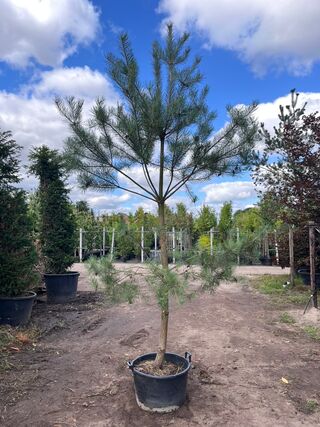 2x Grove den, Pinus Sylvestris, naaldboom, wintergroen, ca. 3.5 m hoog