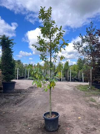 2x Laurierkers, Prunus ‘Novita’, leigeschikt, wintergroen, ca. 3 m hoo