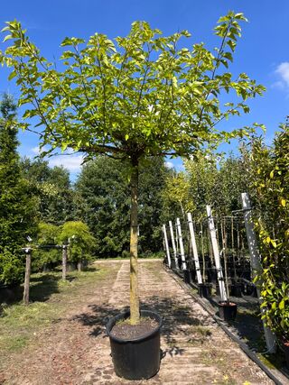 2x Witte moerbei, Morus ‘Fruitless’, dakboom, ca. 200 cm stamhoogte