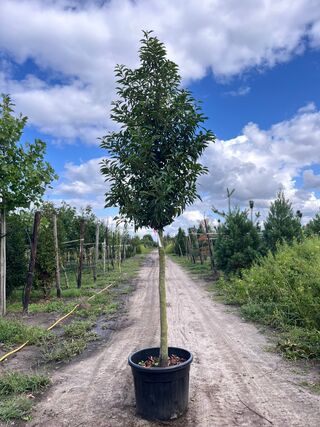 5x Portugese laurier, Prunus ‘Angustifolia’, leigeschikt, wintergroen,