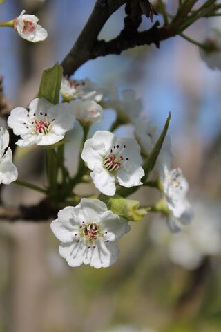 Sierpeer, Pyrus ‘Chanticleer’, bloesemboom, witte bloesem, ca. 5-6 m h
