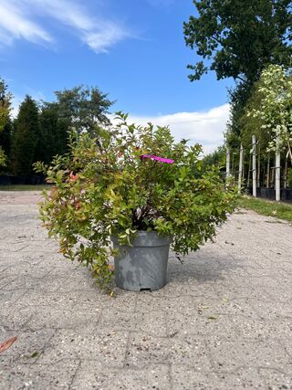 8x Perzisch ijzerhout, Spierstruik, Parrotia Persica En Spiraea ‘Goldf