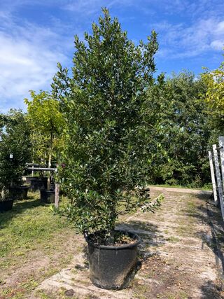 3x Hulst, Ilex ‘Limsi’, solitair, wintergroen, ca. 200-225 cm hoog