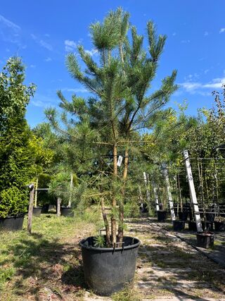 Grove den, Pinus Sylvestris, meerstammig, wintergroen, ca. 225-275 cm