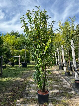 4x Laurierkers, Prunus ‘Genolia’, haagplant, wintergroen, ca. 200 cm h
