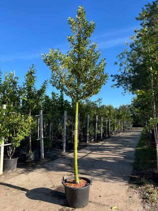 3x Portugese laurier, Prunus Lusitanica, hoogstam, wintergroen, ca. 3-