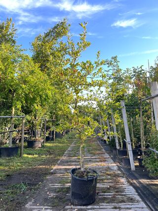 Stermagnolia, Magnolia Stellata, solitair, ca. 200-225 cm hoog