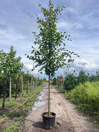2x Koningslinde, Tilia ‘Pallida’, hoogstam, ca. 5 m hoog