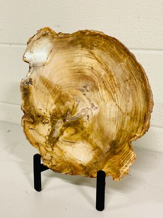 Versteend hout plak met standaard