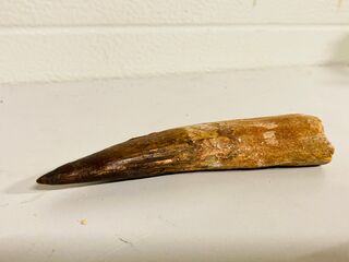 Spinosaurus tand (14 cm)