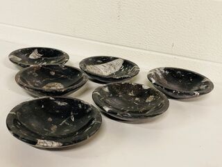 6x Orthoceras schalen