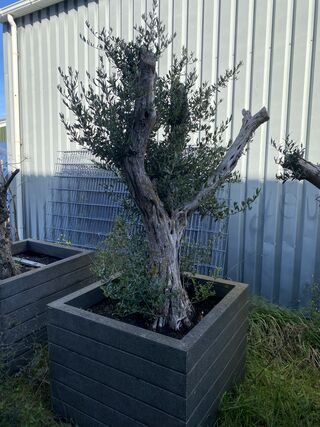 3x Olijfplant in bak