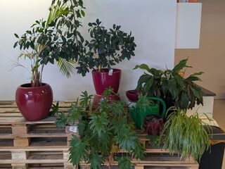 C.a. 8x Diverse Plant met Pot