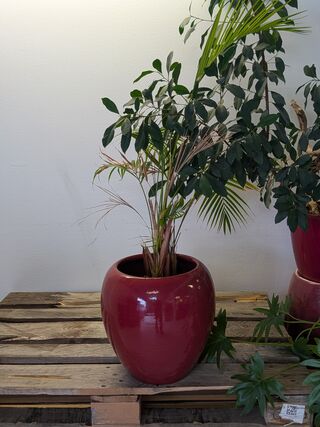 C.a. 8x Diverse Plant met Pot