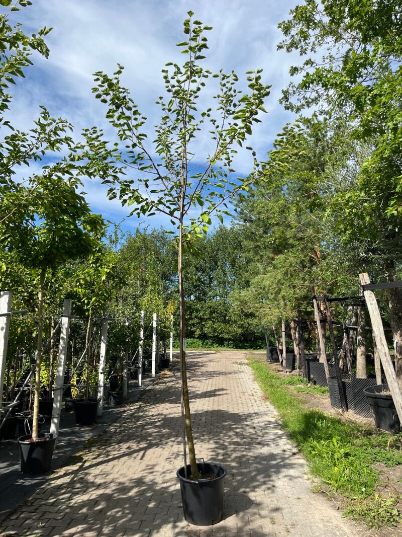 4x Witte moerbei, Morus 'Fruitless', hoogstam, ca. 3-3.5 m hoog – foto 4 – kavel bij Onlineveilingmeester, Ederveen