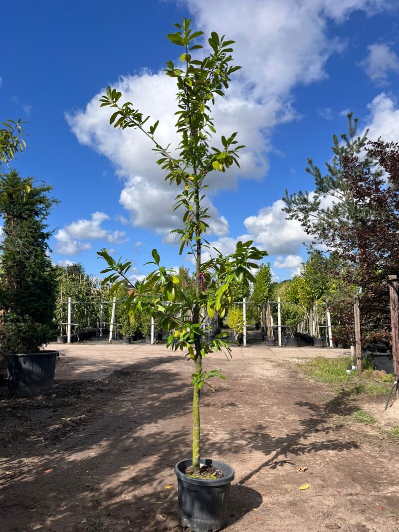 4x Laurierkers, Prunus 'Novita', leigeschikt, wintergroen, ca. 3 m hoog – foto 3 – kavel bij Onlineveilingmeester, Ederveen