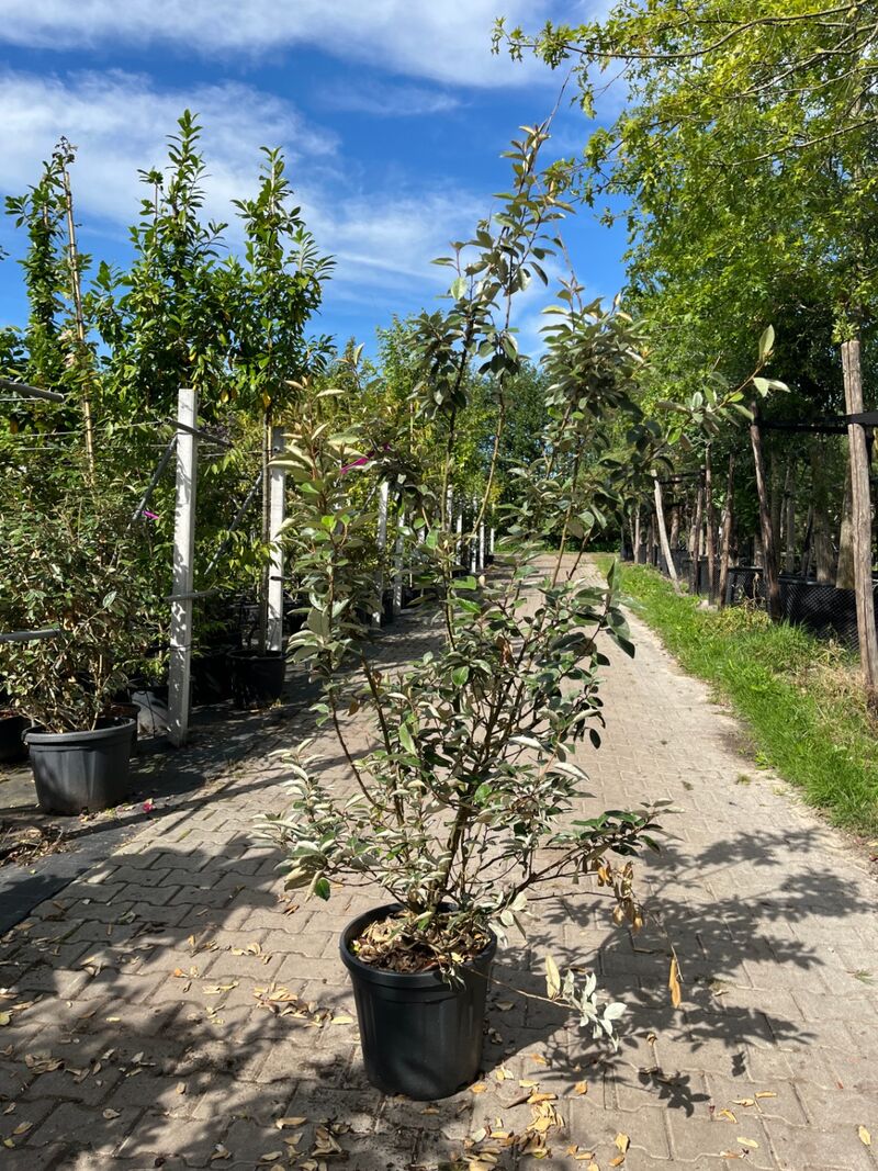 4x Olijfwilg, Elaeagnus Ebbingei, haagplant, wintergroen, ca. 125-175 cm hoog – foto 4 – kavel bij Onlineveilingmeester, Ederveen