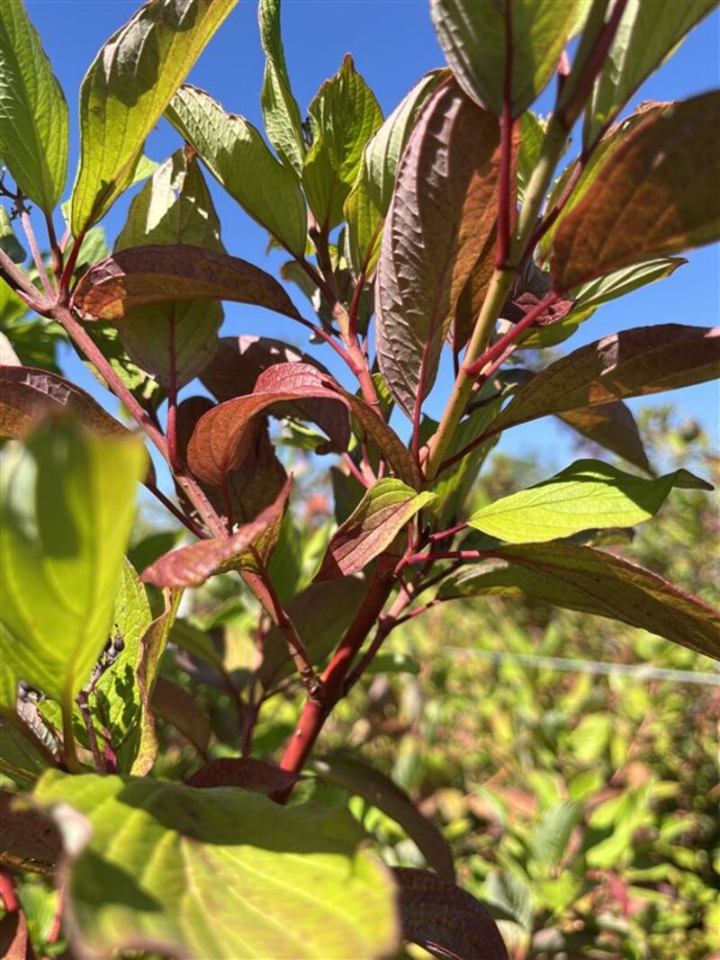2x Witte kornoelje, Cornus 'Sibrica', sierheester, rode takken, ca. 175-200 cm hoog – foto 3 – kavel bij Onlineveilingmeester, Ederveen