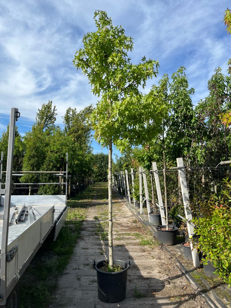 3x Amberboom, Liquidambar 'Worplesdon', hoogstam, herfstverkleuring, ca. 3.5 m hoog – foto 3 – kavel bij Onlineveilingmeester, Ederveen