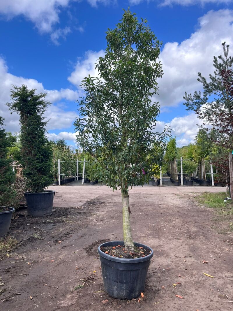 2x Portugese laurier, Prunus 'Angustifolia', halfstam, wintergroen, ca. 3 m hoog – foto 2 – kavel bij Onlineveilingmeester, Ederveen