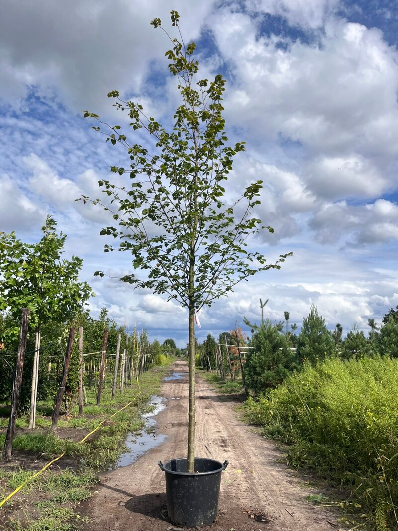 Ca. 10x Koningslinde, Tilia 'Pallida', laanboom, ca. 5 m hoog – foto 2 – kavel bij Onlineveilingmeester, Ederveen