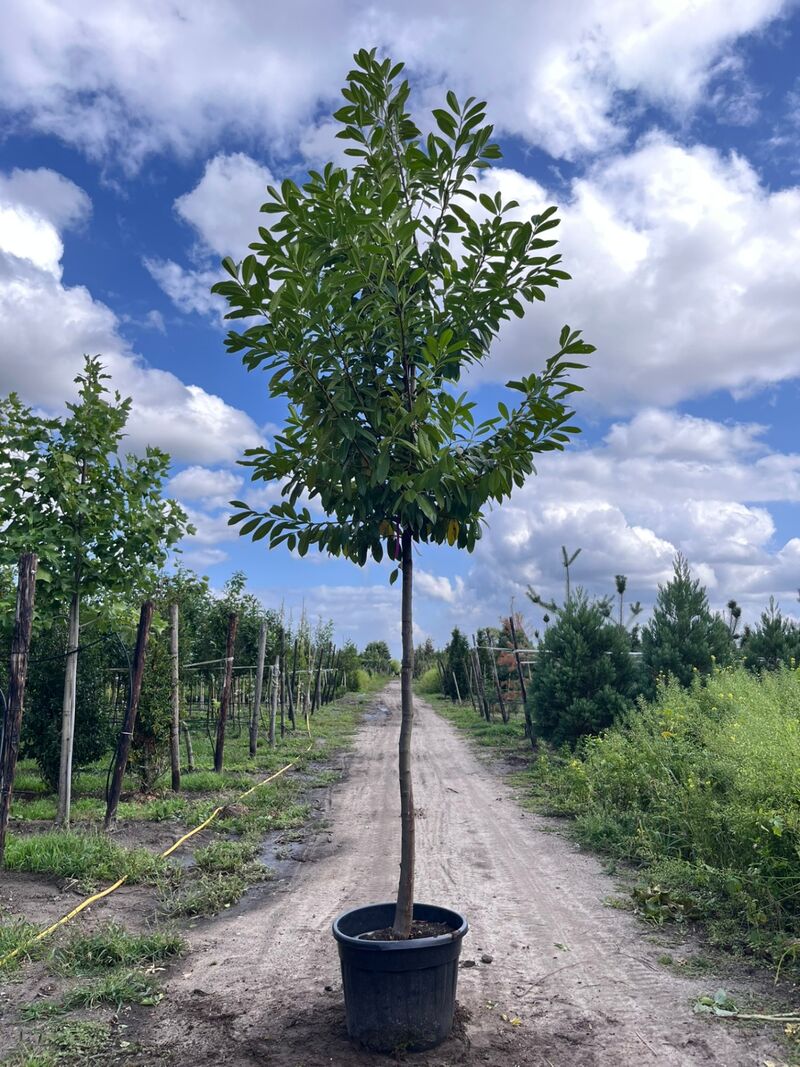3x Laurierkers, Prunus 'Novita', leigeschikt, wintergroen, ca. 4 m hoog – kavel bij Onlineveilingmeester, Ederveen