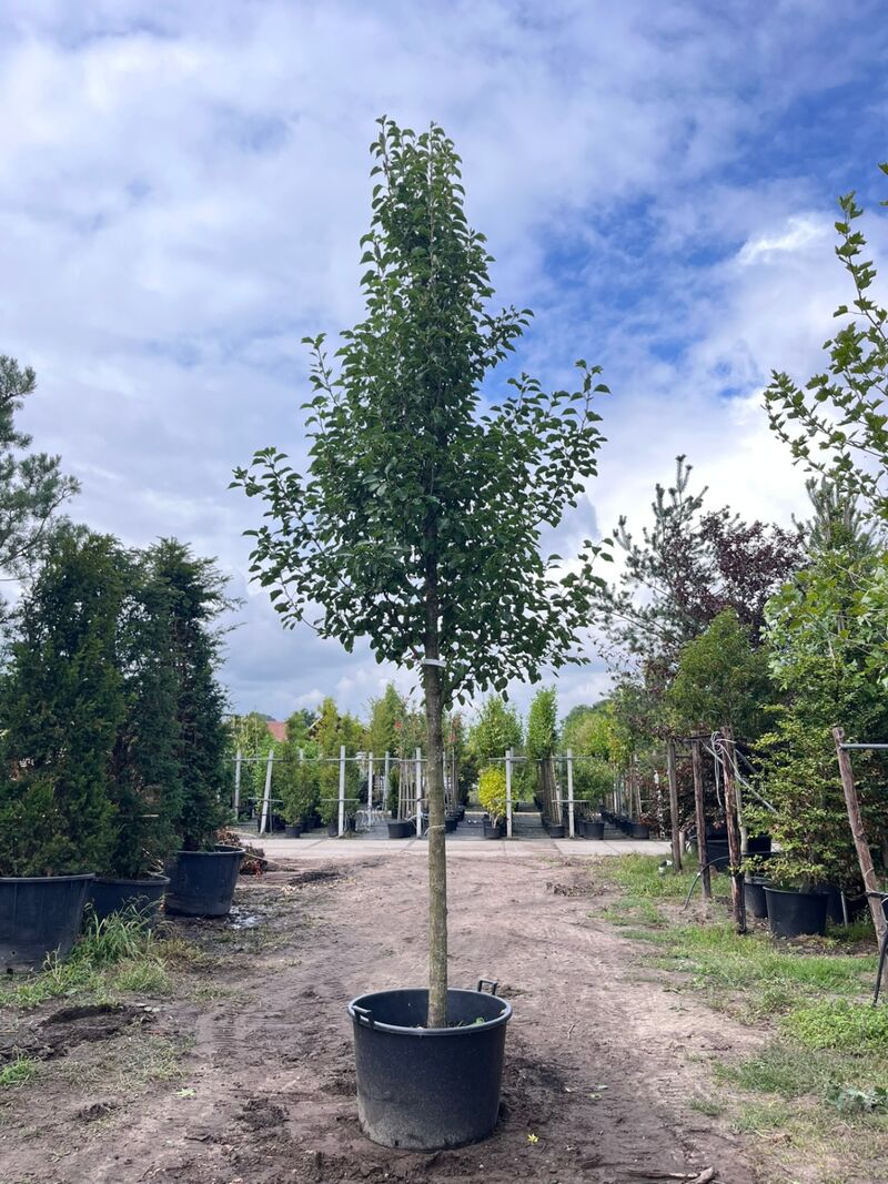 2x Sierpeer, Pyrus 'Chanticleer', bloesemboom, witte bloesem, ca. 5 m hoog – foto 2 – kavel bij Onlineveilingmeester, Ederveen