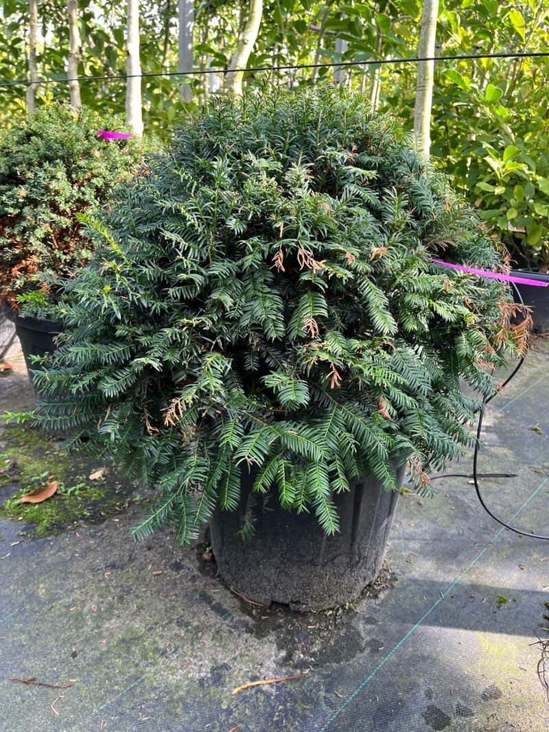 Ca. 15x Venijnboom, Taxus Baccata, bolvorm, wintergroen, ca. 60 cm breed – kavel bij Onlineveilingmeester, Ederveen
