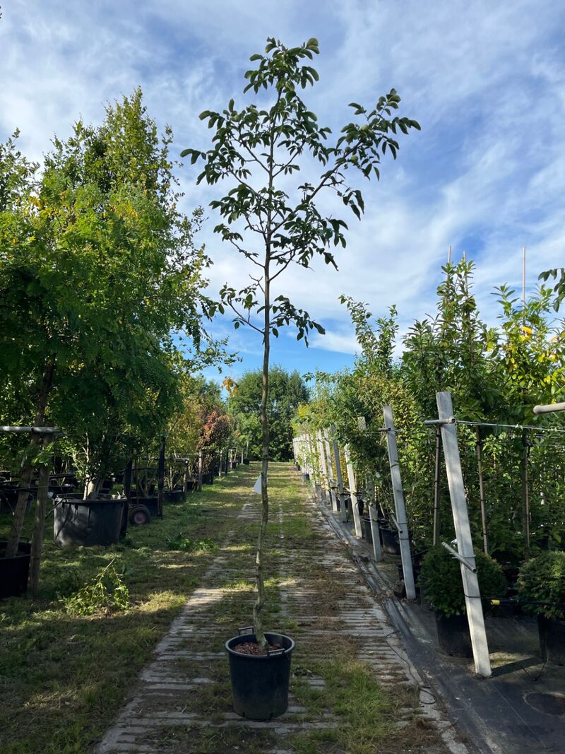 5x Walnotenboom, Juglans 'Chandler', vruchtboom, vruchtdragend, ca. 3.5 m hoog – kavel bij Onlineveilingmeester, Ederveen