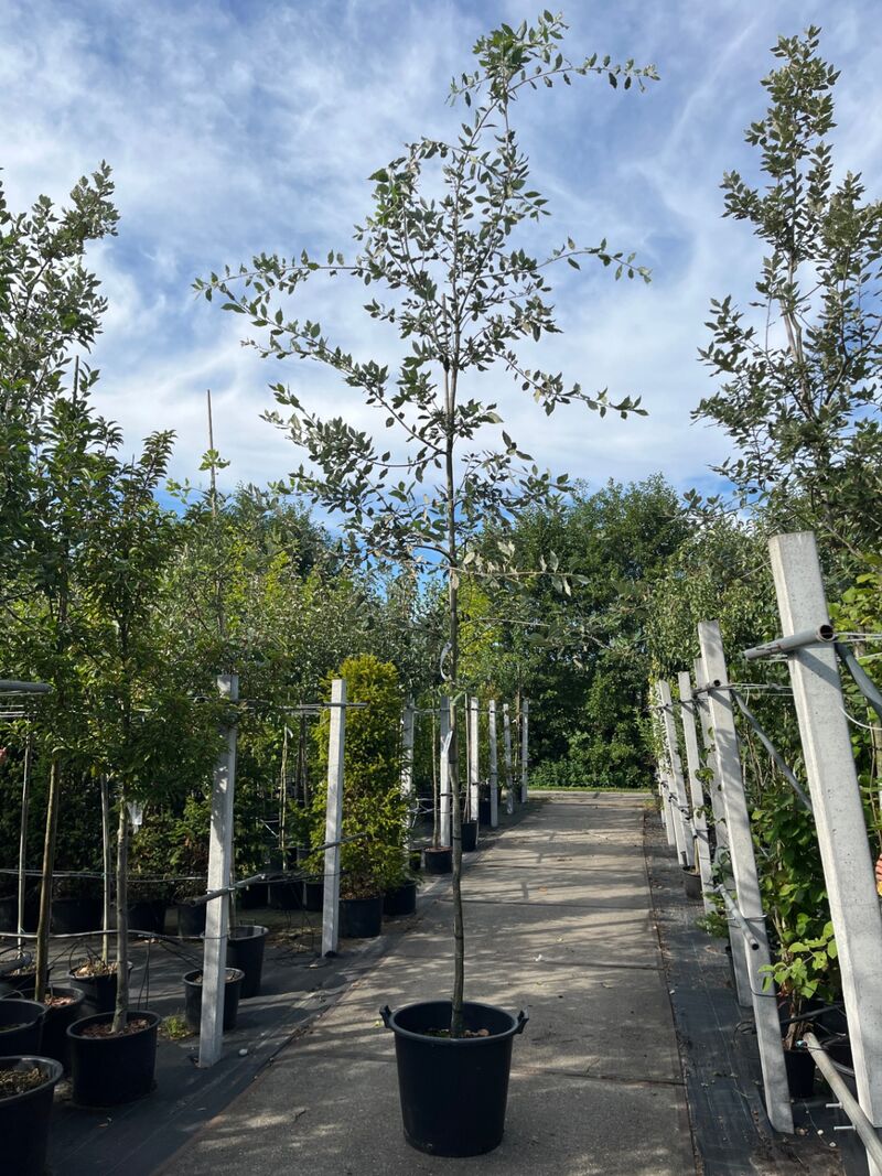 3x Steeneik, Quercus Ilex, hoogstam, wintergroen, ca. 3.5 m hoog – foto 3 – kavel bij Onlineveilingmeester, Ederveen