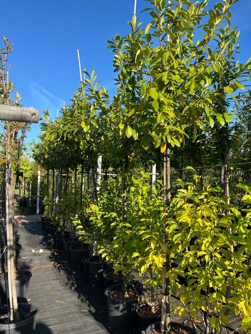Ca. 10x Laurierkers, Prunus 'Novita', leigeschikt, wintergroen, ca. 3-3.5 m hoog – foto 2 – kavel bij Onlineveilingmeester, Ederveen
