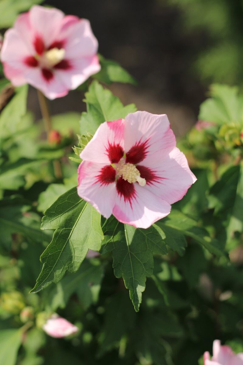 Altheastruik, Hibiscus 'Hamabo', sierheester, roze bloei, ca. 150-175 cm hoog – foto 2 – kavel bij Onlineveilingmeester, Ederveen