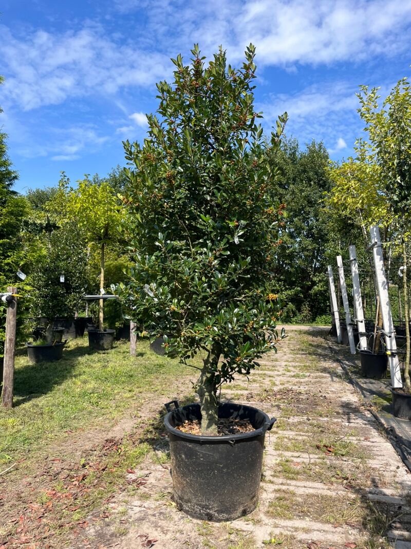 3x Hulst, Ilex 'Limsi', solitair, wintergroen, ca. 200-225 cm hoog – foto 3 – kavel bij Onlineveilingmeester, Ederveen