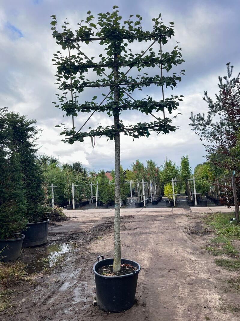 4x Winterlinde, Tilia Cordata, leiboom, ca. 200 cm stamhoogte – foto 4 – kavel bij Onlineveilingmeester, Ederveen