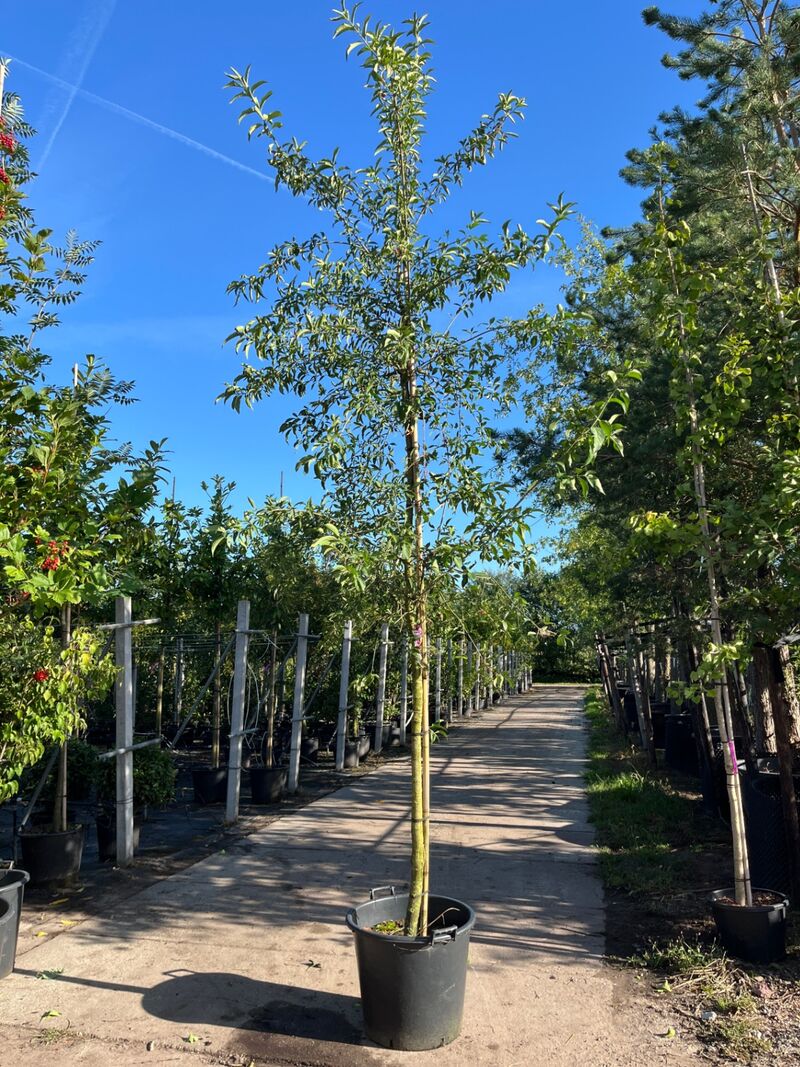 3x Wilde kardinaalsmuts, Euonymus Europaeus, hoogstam, witte/rode bloei, ca. 3.5 m hoog – foto 2 – kavel bij Onlineveilingmeester, Ederveen