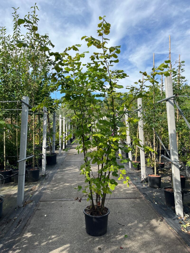 Ca. 25x Gemengde landschapshaag, Cornus Mas E.a., sierplantsoen, bloei/herfstverkleuring, ca. 75-200 cm hoog – foto 5 – kavel bij Onlineveilingmeester, Ederveen
